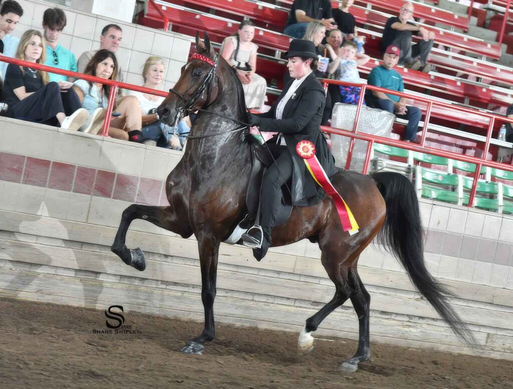 The Cool Cat CCA, Saddlebred gelding for sale