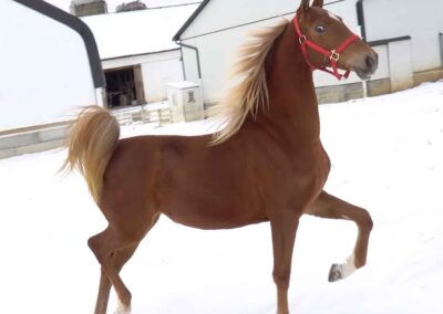 Capital's Charming Lady, Saddlebred mare for sale
