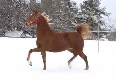 Capital's Charming Lady, Saddlebred mare for sale