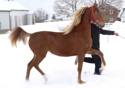 Capital's Charming Lady, Saddlebred mare for sale