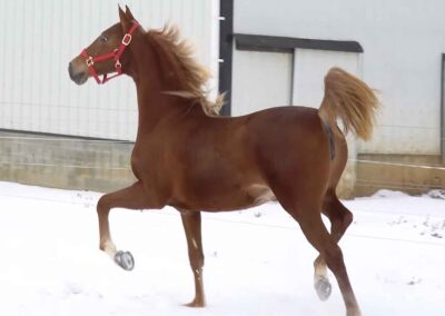 Capital's Charming Lady, Saddlebred mare for sale