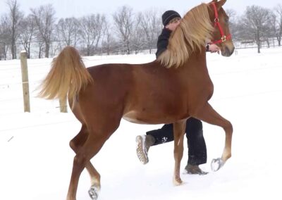 Capital's Charming Lady, Saddlebred mare for sale