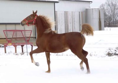 Capital's Charming Lady, Saddlebred mare for sale