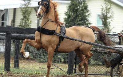 KALARAMA’S COOL BLUE – SOLD!