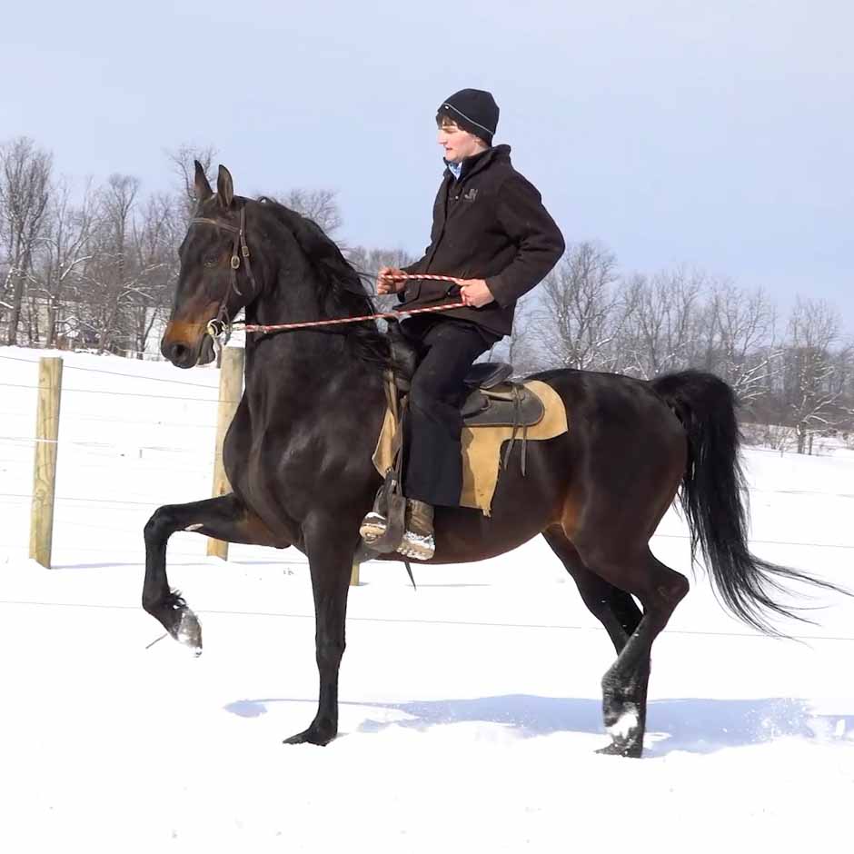 Listen Linda, saddlebred broodmare for sale